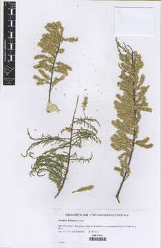 Image of tamarisk