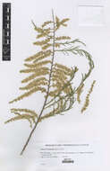 Image of tamarisk