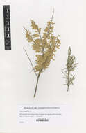 Image of tamarisk