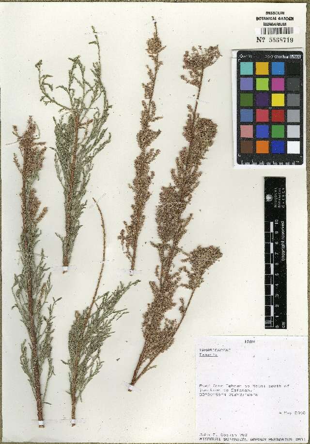 Image of tamarisk