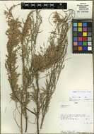 Image of tamarisk