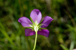 Image de Sabatia arenicola Greenm.