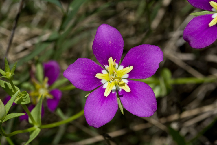 Image de Sabatia arenicola Greenm.