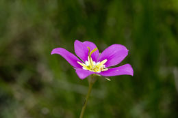 Image de Sabatia arenicola Greenm.