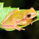 Image of Lagoa Santa's Tree Frog