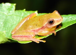 Image de Dendropsophus rubicundulus (Reinhardt & Lütken 1862)