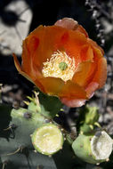 Image of chenille pricklypear