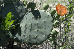 Image of chenille pricklypear