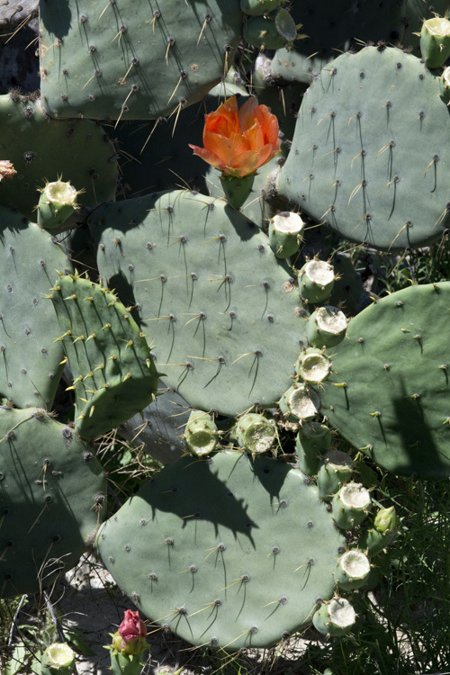 Image of chenille pricklypear