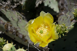 Image of chenille pricklypear