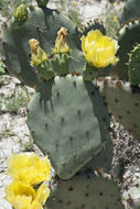 Image of chenille pricklypear