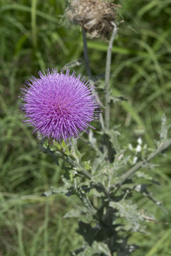 Sivun Cirsium texanum Buckl. kuva