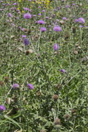 Image of Texas thistle