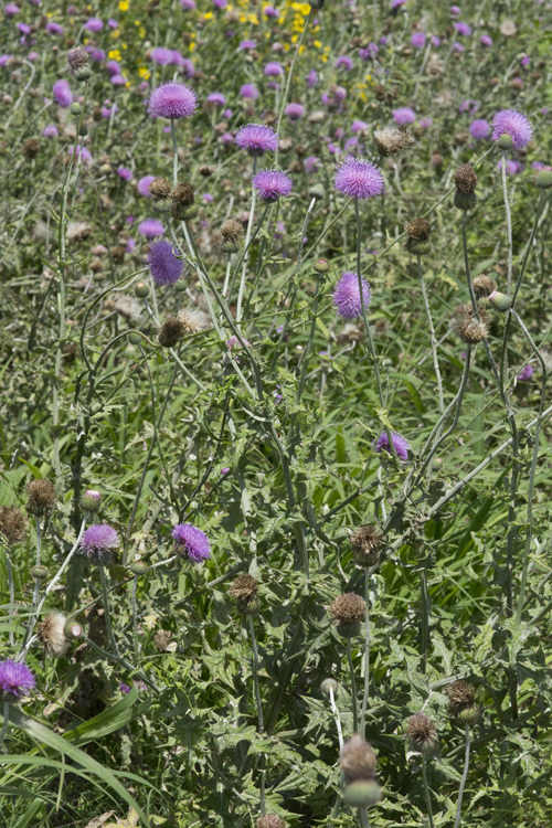 Image of Texas thistle