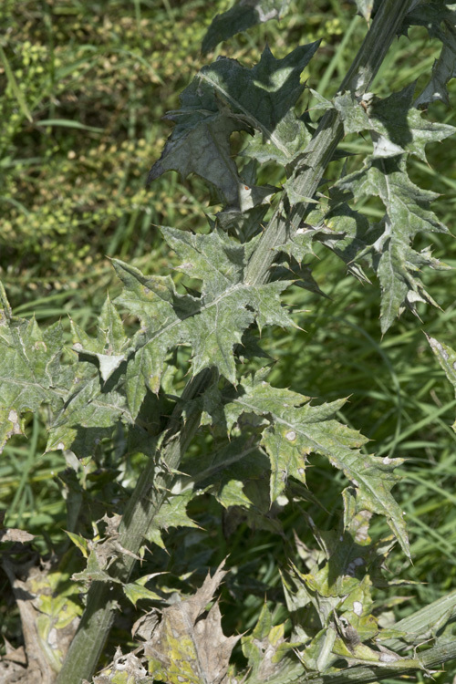 Image of Texas thistle