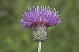 Image of Texas thistle