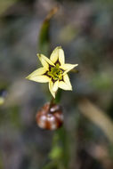 Image of annual blue-eyed grass