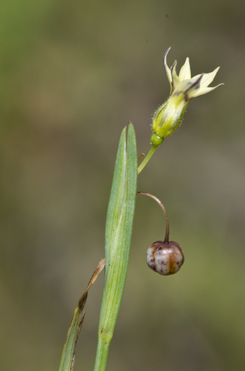 Image of annual blue-eyed grass