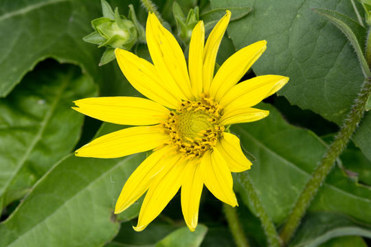 Image of slender rosinweed