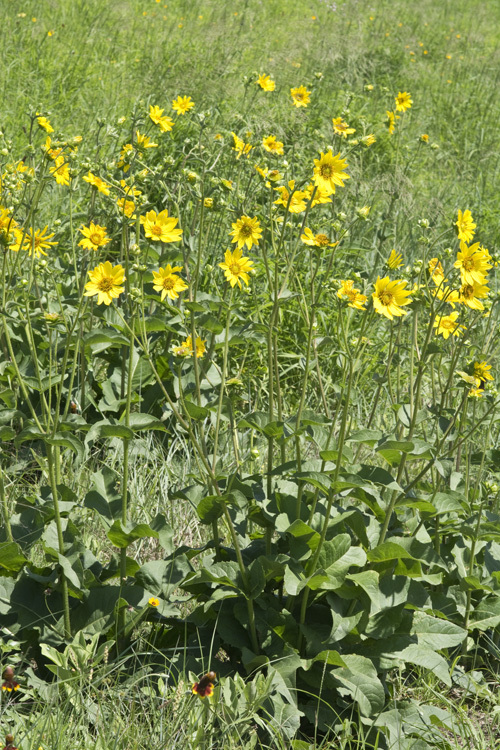 Image of slender rosinweed