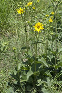 Image of slender rosinweed