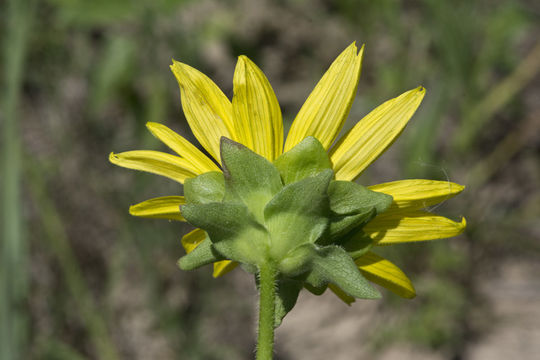 Image of slender rosinweed