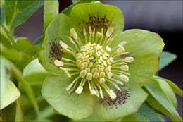 Image of Fragrant hellebore