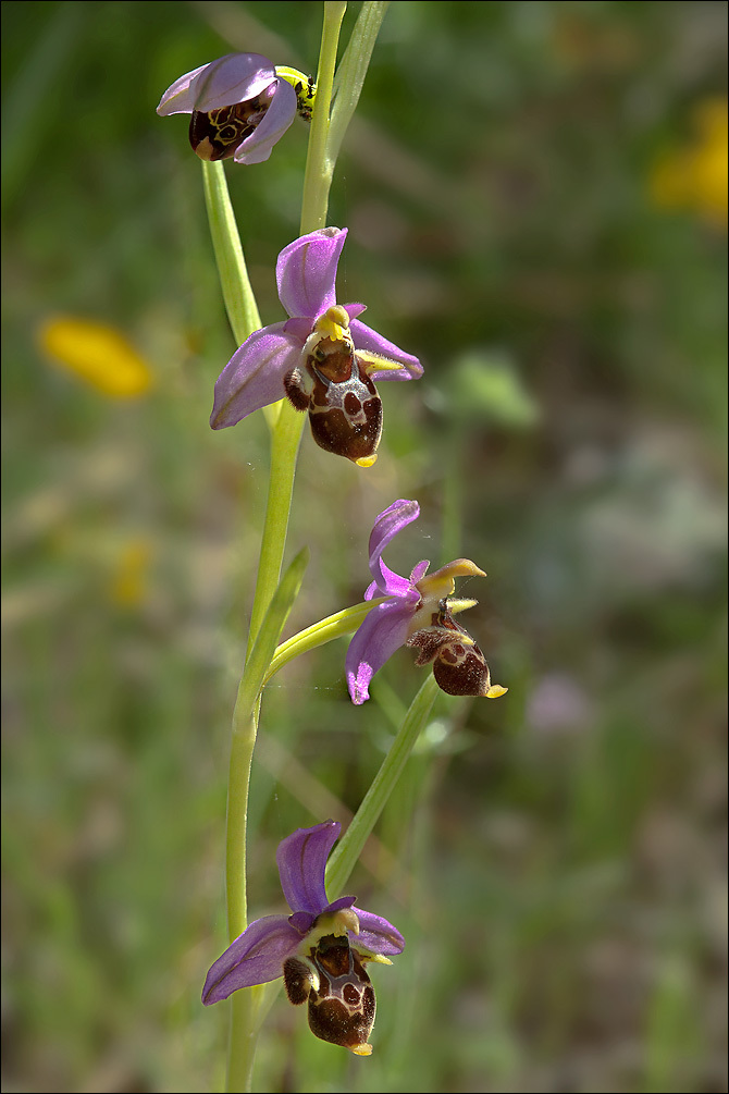 Ophrys scolopax subsp. cornuta (Steven) E. G. Camus resmi