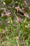 Ophrys scolopax subsp. cornuta (Steven) E. G. Camus resmi