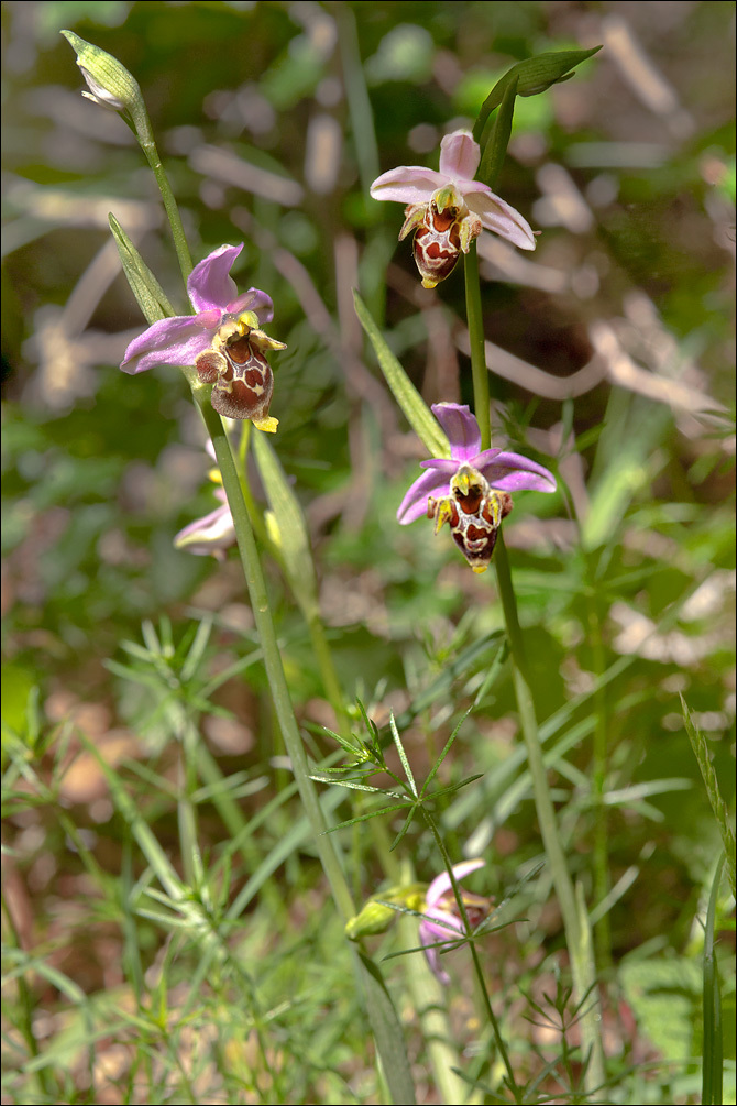 Ophrys scolopax subsp. cornuta (Steven) E. G. Camus resmi