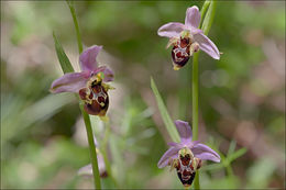 Ophrys scolopax subsp. cornuta (Steven) E. G. Camus resmi