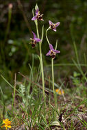 Ophrys scolopax subsp. cornuta (Steven) E. G. Camus resmi