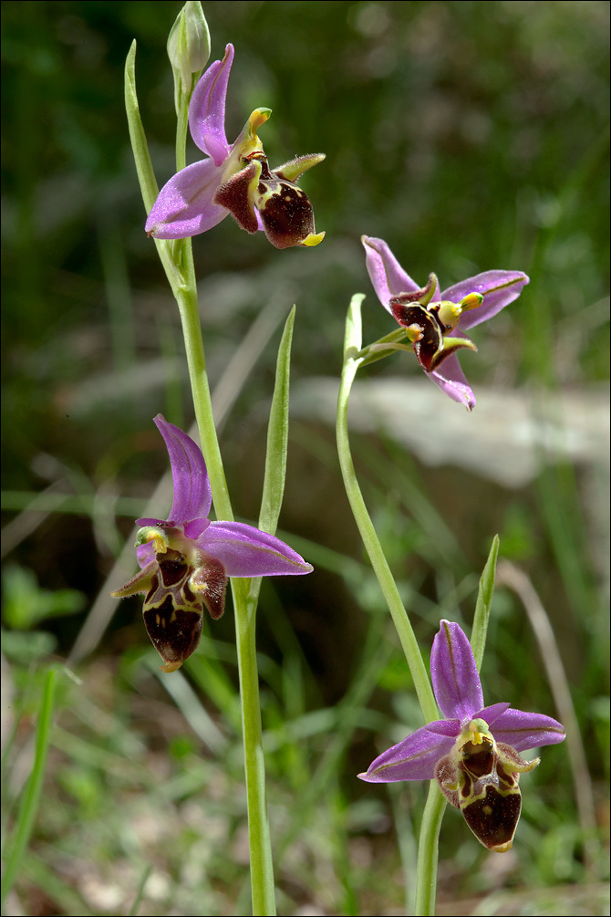 Ophrys scolopax subsp. cornuta (Steven) E. G. Camus resmi