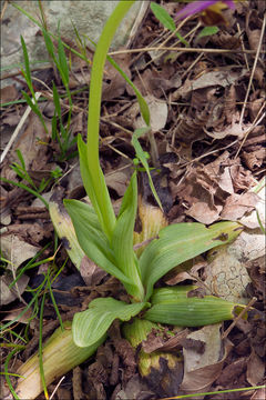 Ophrys scolopax subsp. cornuta (Steven) E. G. Camus resmi