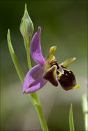 Ophrys scolopax subsp. cornuta (Steven) E. G. Camus resmi