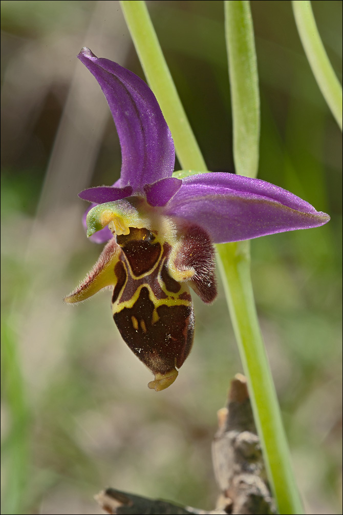 Ophrys scolopax subsp. cornuta (Steven) E. G. Camus resmi