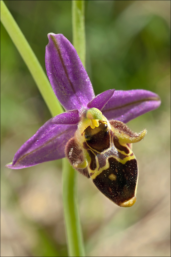 Ophrys scolopax subsp. cornuta (Steven) E. G. Camus resmi