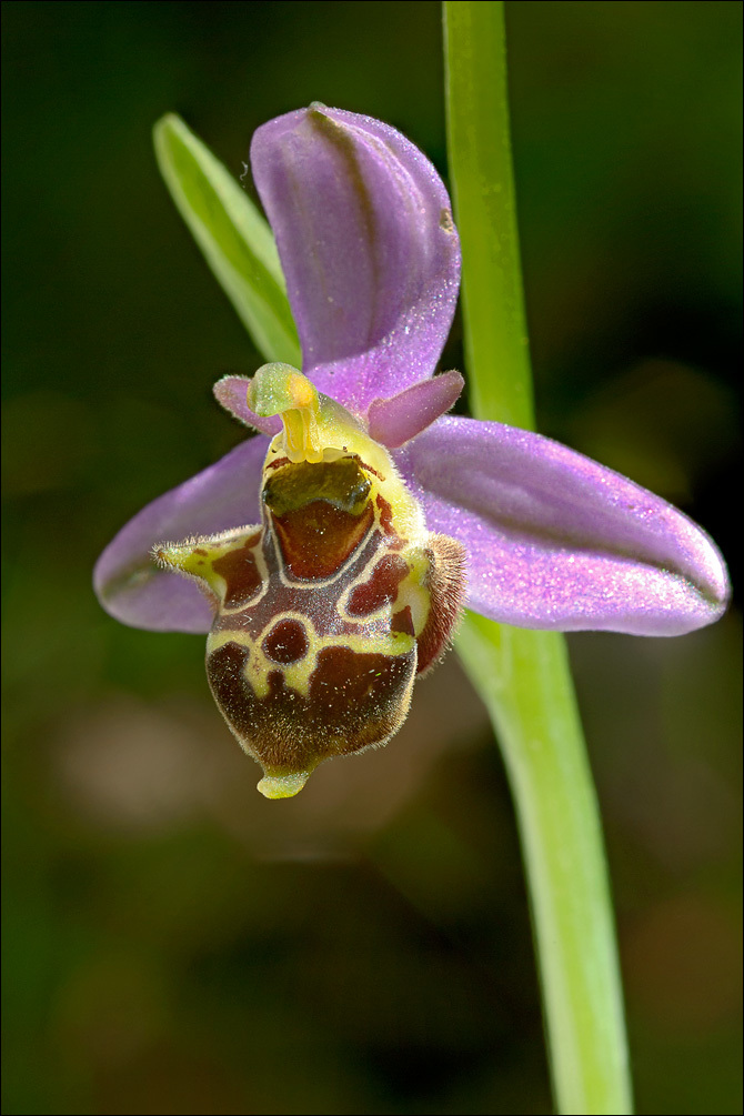 Ophrys scolopax subsp. cornuta (Steven) E. G. Camus resmi