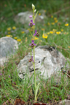 Ophrys scolopax subsp. cornuta (Steven) E. G. Camus resmi