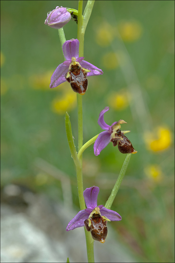 Ophrys scolopax subsp. cornuta (Steven) E. G. Camus resmi