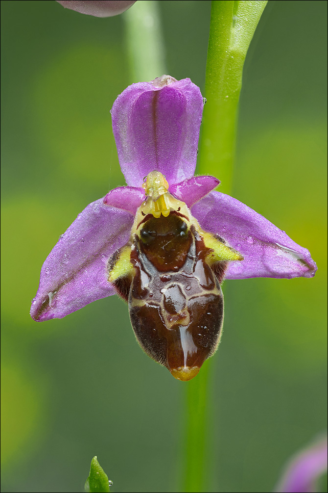 Ophrys scolopax subsp. cornuta (Steven) E. G. Camus resmi