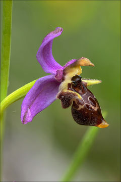 Ophrys scolopax subsp. cornuta (Steven) E. G. Camus resmi