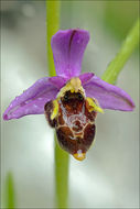 Ophrys scolopax subsp. cornuta (Steven) E. G. Camus resmi