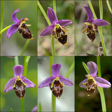 Ophrys scolopax subsp. cornuta (Steven) E. G. Camus resmi