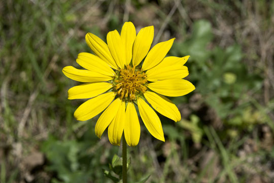 Image of slender rosinweed