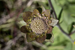 Image of slender rosinweed