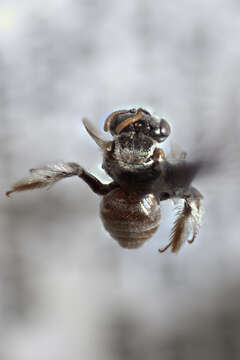 Imagem de Anthophorula Cockerell 1897