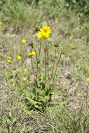 Image of slender rosinweed