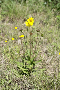 Image of slender rosinweed