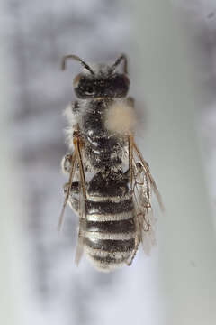 Image of Hairy-footed Bees